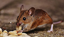 24 Hour & Emergency Exterminators in New Hyde Park, NY